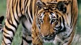 Tiger (P. tigris)