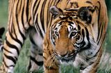 Tiger (P. tigris)