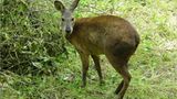 Moschustier (Moschus spp.)