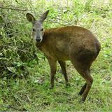 Moschustier (Moschus spp.)