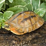 Asiatische Dreistreifen-Scharnier-Schildkröte (Cuora trifasciata)