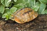 Asiatische Dreistreifen-Scharnier-Schildkröte (Cuora trifasciata)