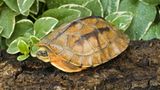Asiatische Dreistreifen-Scharnier-Schildkröte (Cuora trifasciata)
