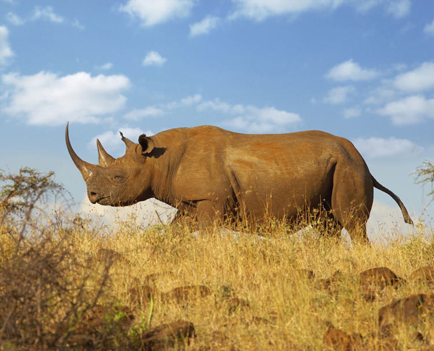 Nashorn (Rhinoceotidae)