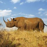 Nashorn (Rhinoceotidae)