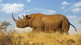 Nashorn (Rhinoceotidae)