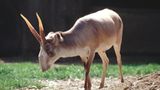 Saiga-Antilope (Saiga tatarica)