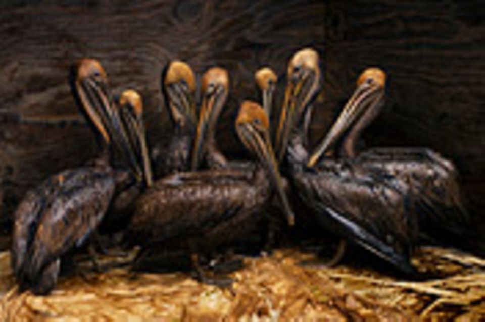 Fotogalerie: Die besten Naturfotografien 2011