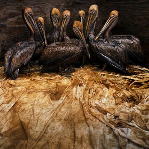 Fotogalerie: Die besten Naturfotografien 2011