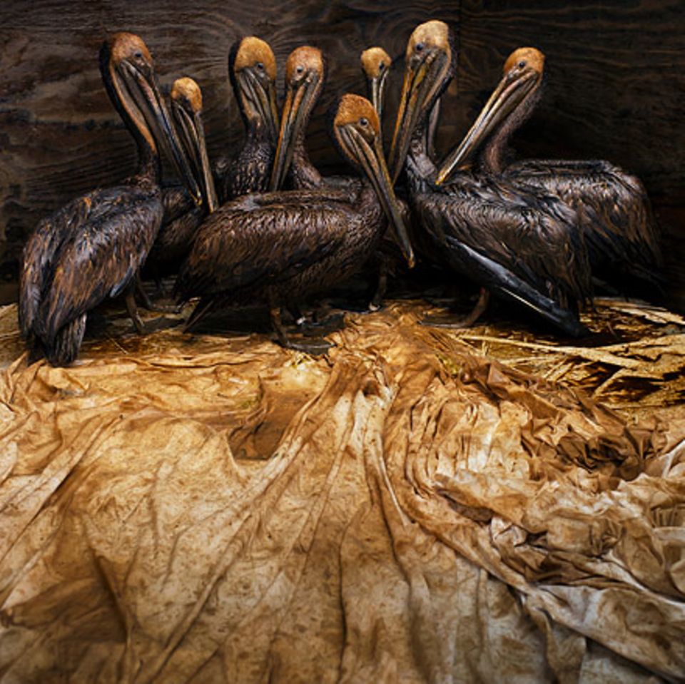 Fotogalerie: Die besten Naturfotografien 2011