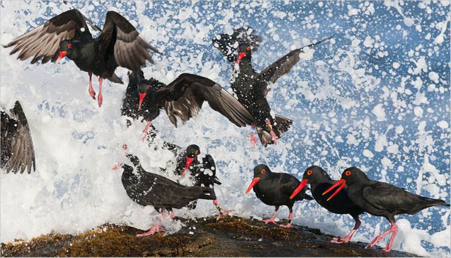 Fotogalerie: Die besten Naturfotografien 2011 - Bild 2