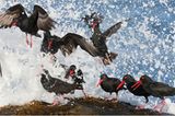 Fotogalerie: Die besten Naturfotografien 2011 - Bild 2