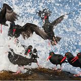 Fotogalerie: Die besten Naturfotografien 2011 - Bild 2