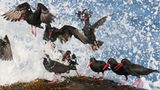 Fotogalerie: Die besten Naturfotografien 2011 - Bild 2