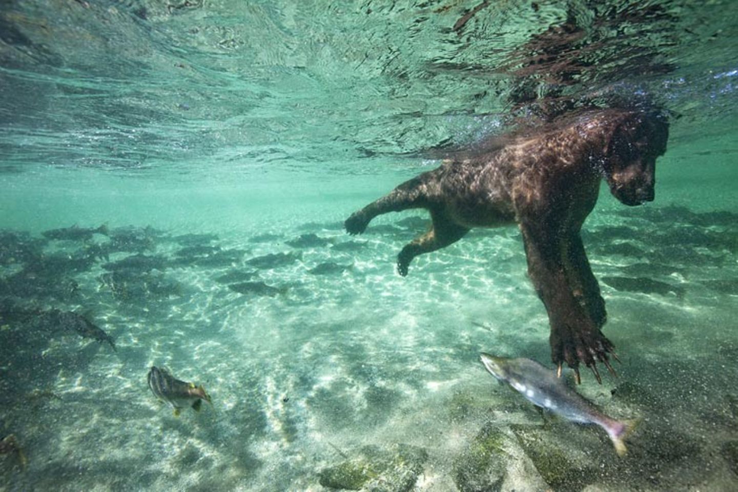 Fotogalerie: Die besten Naturfotografien 2011 - Bild 3