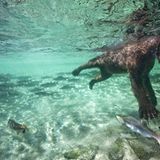 Fotogalerie: Die besten Naturfotografien 2011 - Bild 3