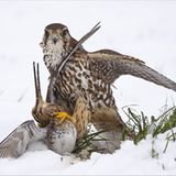 Fotogalerie: Die besten Naturfotografien 2011 - Bild 4