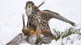 Fotogalerie: Die besten Naturfotografien 2011 - Bild 4