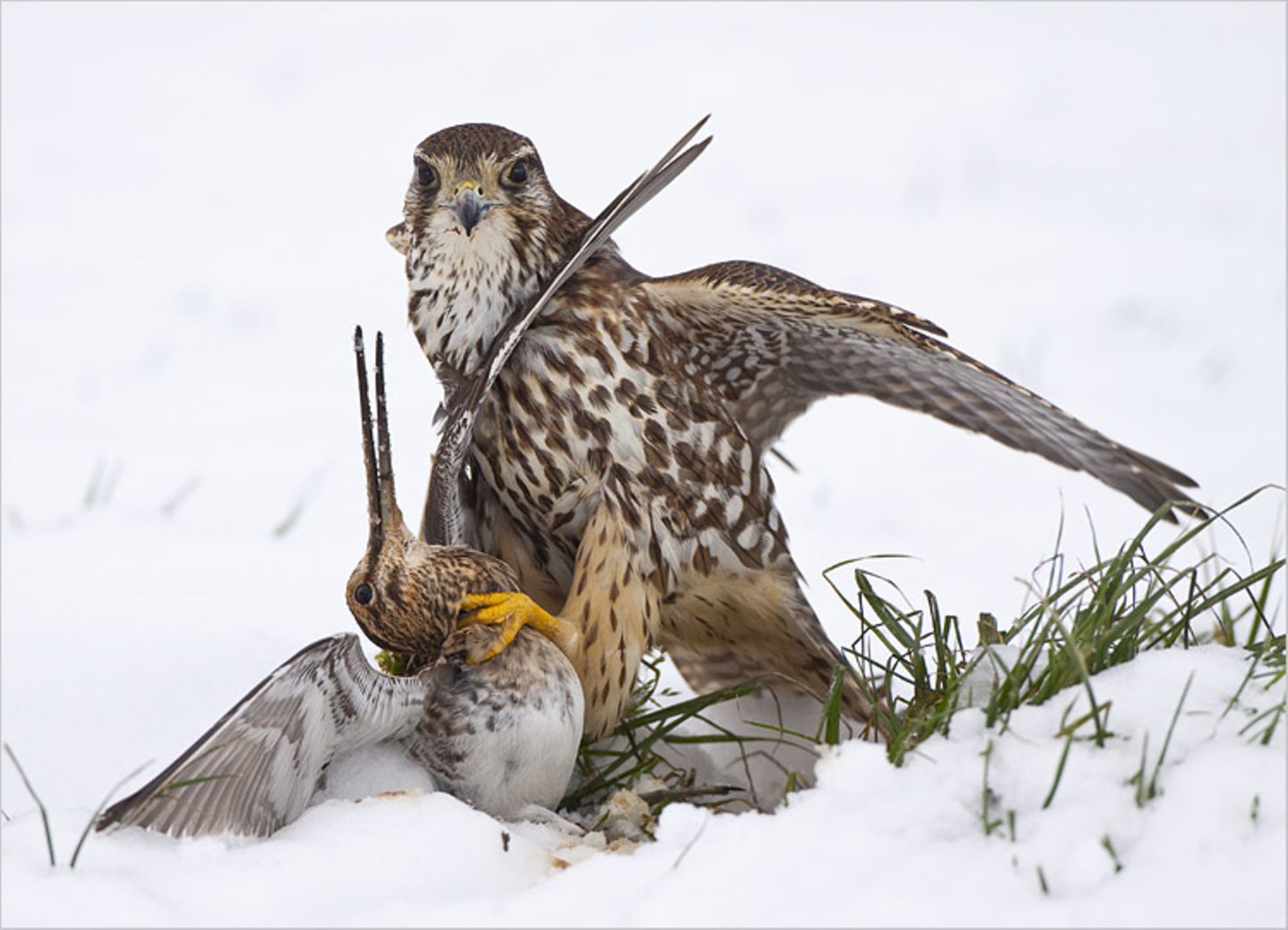 Fotogalerie: Die besten Naturfotografien 2011 - Bild 4