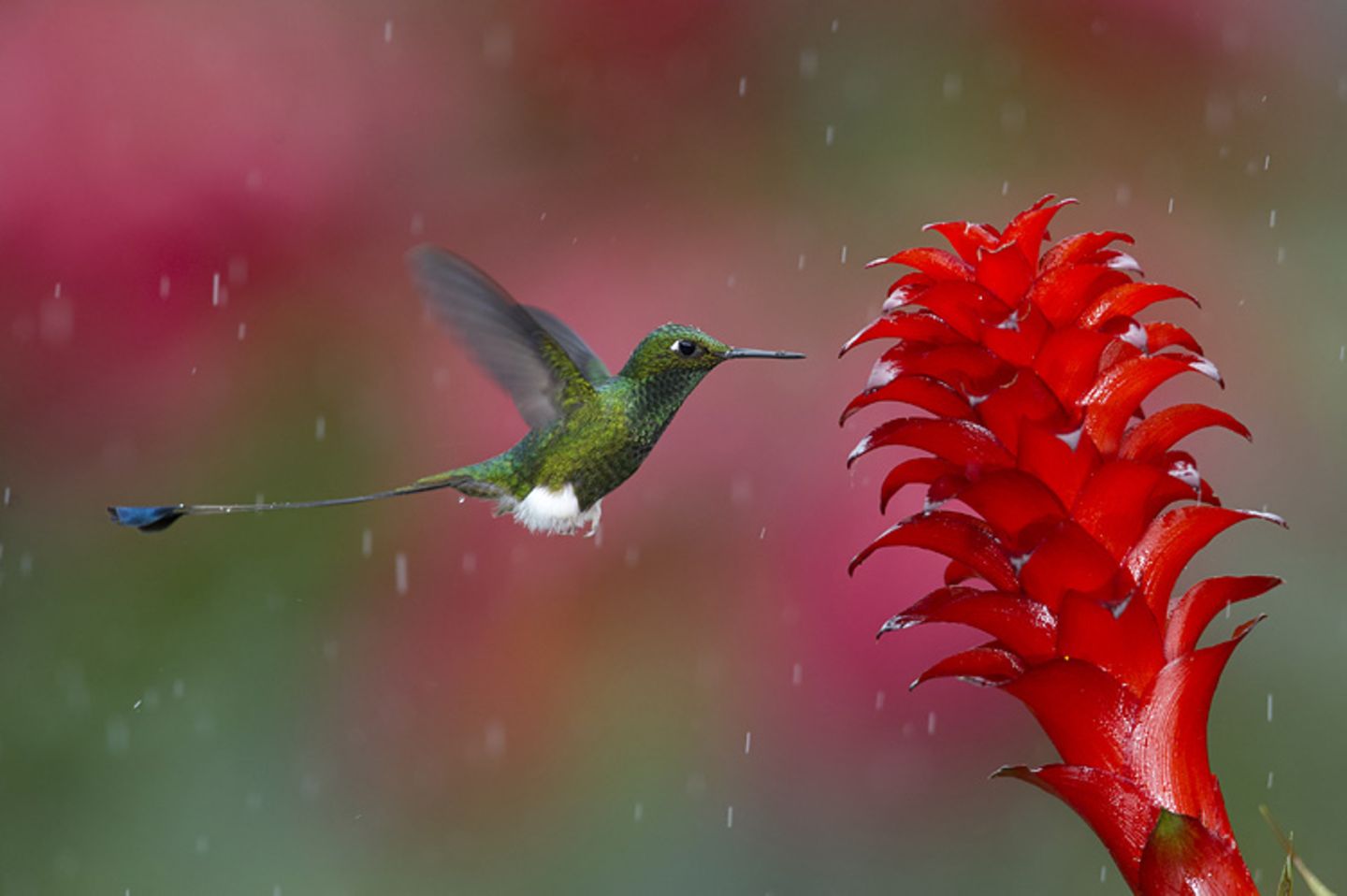 Fotogalerie: Die besten Naturfotografien 2011 - Bild 5