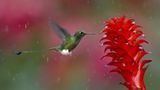 Fotogalerie: Die besten Naturfotografien 2011 - Bild 5