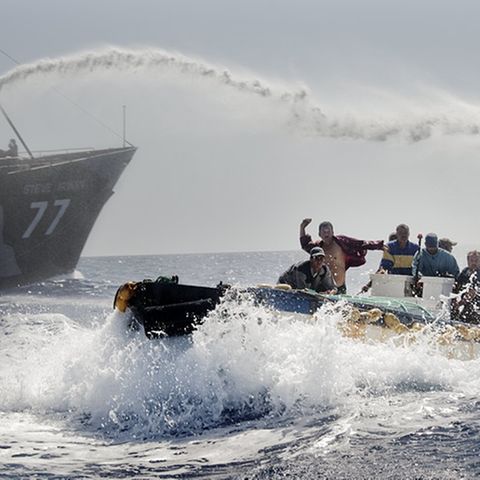 Sea Shepherd