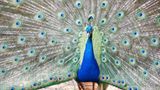 Pfau
