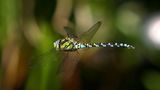 Libelle