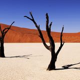 Dead Vlei