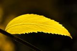 Herbstimpression