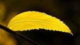 Herbstimpression