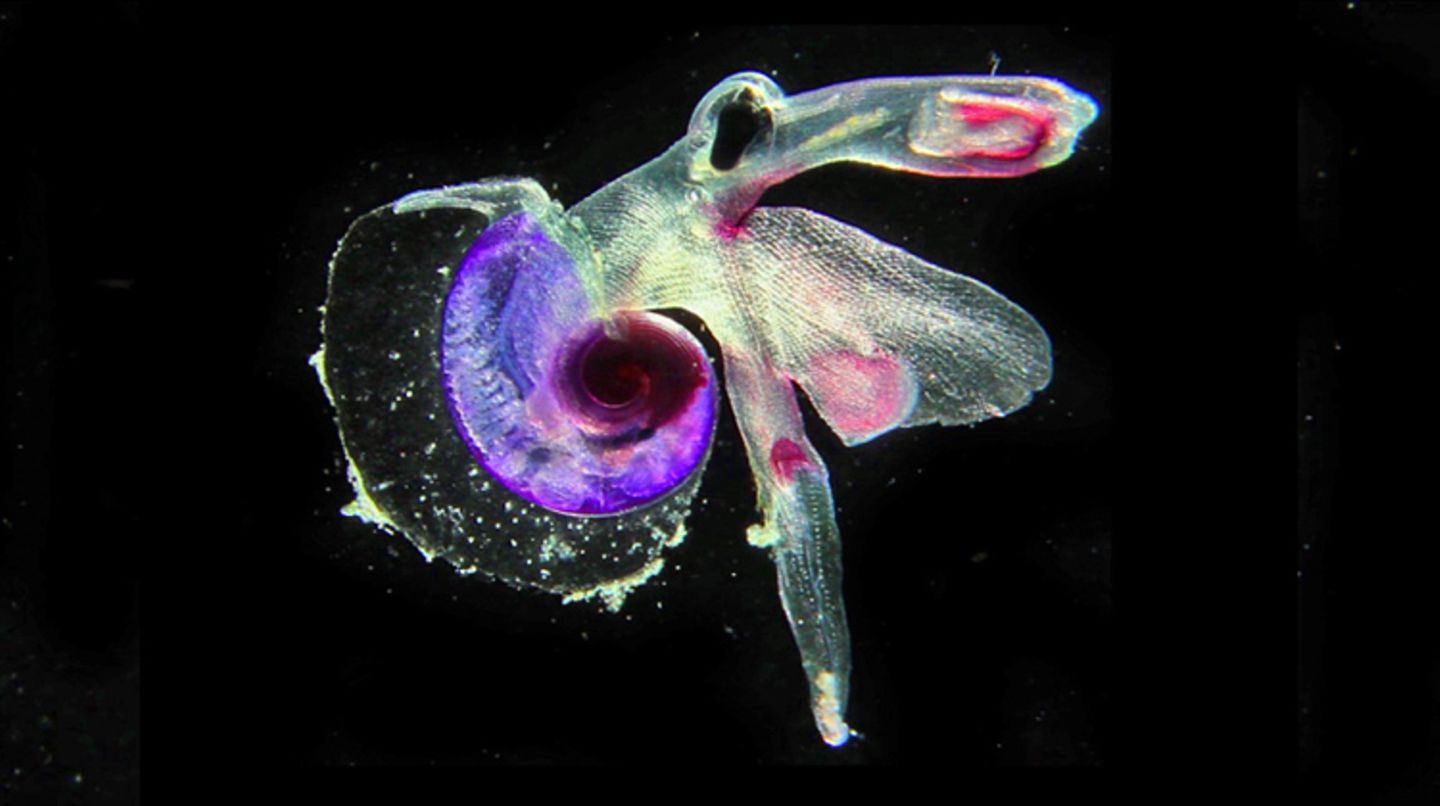 Seeschmetterlinge Seeschmetterlinge