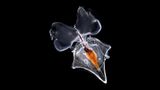 Cavoliniidae