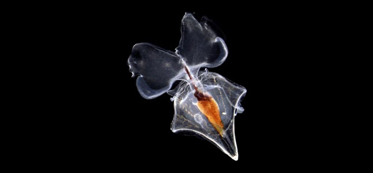 Cavoliniidae