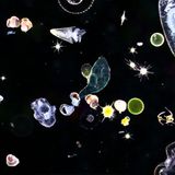 Mikroskopisch kleine Organismen