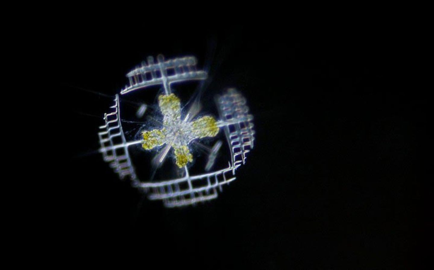 Lithopteridae Lithopteridae