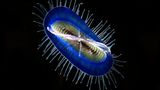 Segelqualle