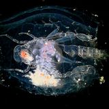 Weiblicher Flohkrebs