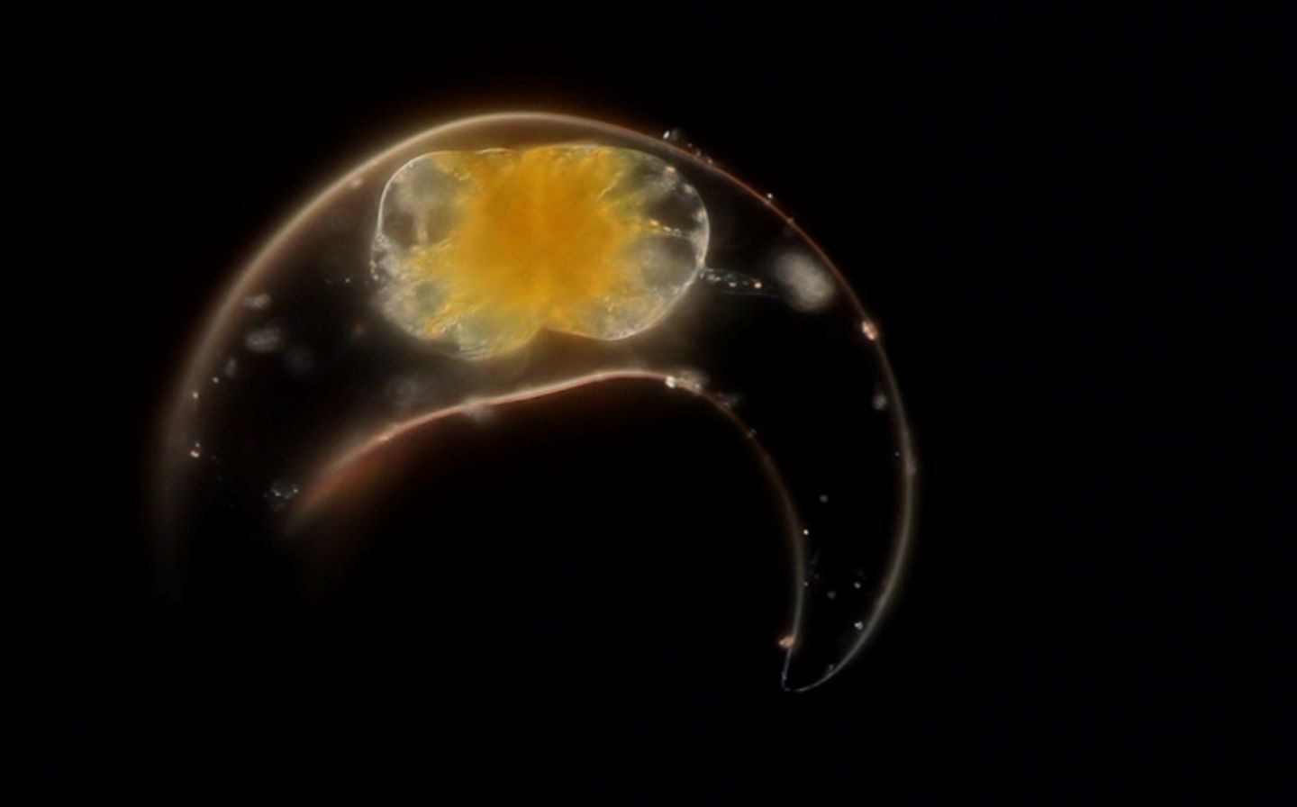Pyrocystis
