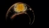 Pyrocystis