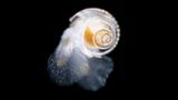 Limacina