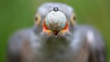 Fotogalerie: Fotogalerie: Europas beste Naturfotografen