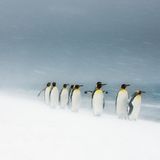 Naturfotograf des Jahres