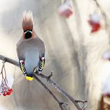 Naturfotograf des Jahres