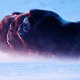 Naturfotograf des Jahres