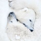 Naturfotograf des Jahres