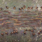 Naturfotograf des Jahres