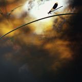 Naturfotograf des Jahres