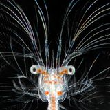 Naturfotograf des Jahres