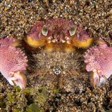 Naturfotograf des Jahres